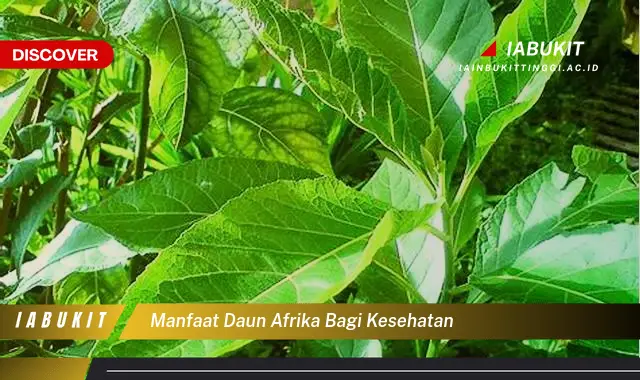 manfaat daun afrika bagi kesehatan