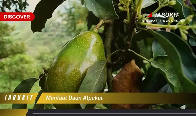 manfaat daun alpukat