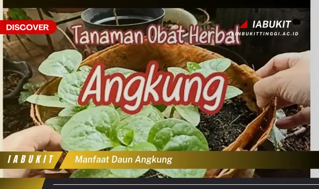 manfaat daun angkung