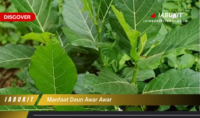 manfaat daun awar awar