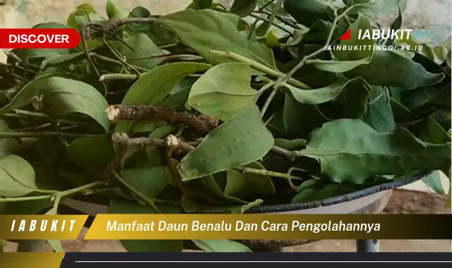 manfaat daun benalu dan cara pengolahannya