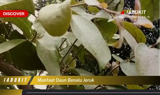 manfaat daun benalu jeruk