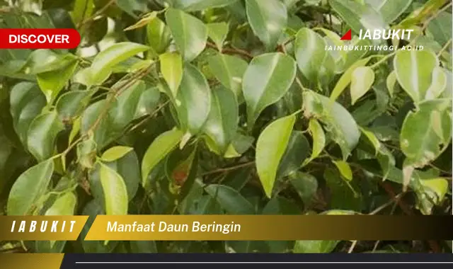 manfaat daun beringin