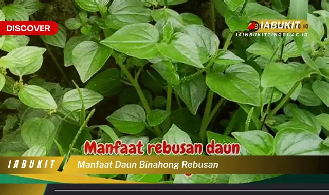 manfaat daun binahong rebusan