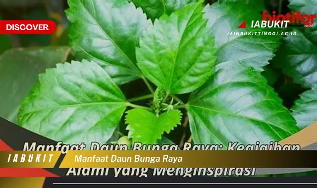 manfaat daun bunga raya