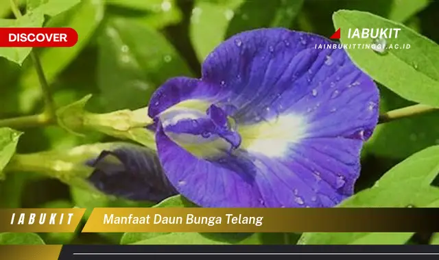 manfaat daun bunga telang