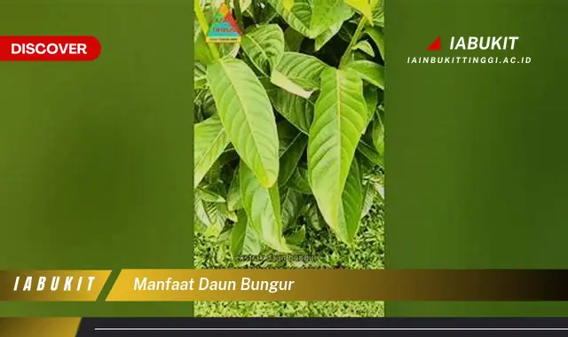 manfaat daun bungur