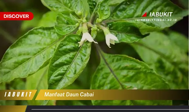 manfaat daun cabai