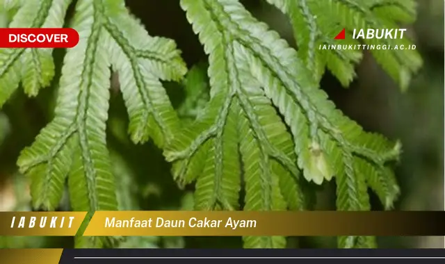 manfaat daun cakar ayam