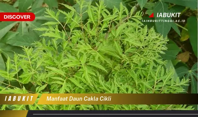 manfaat daun cakla cikli