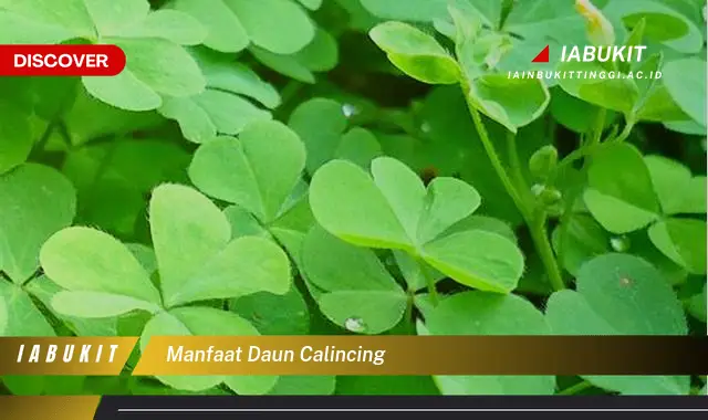 manfaat daun calincing