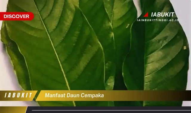 manfaat daun cempaka