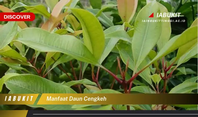 manfaat daun cengkeh