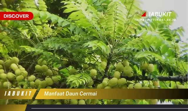 manfaat daun cermai