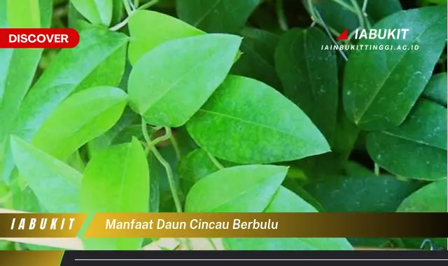 manfaat daun cincau berbulu