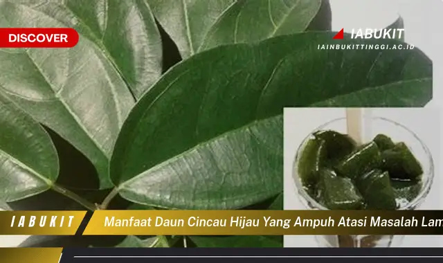 manfaat daun cincau hijau yang ampuh atasi masalah lambung