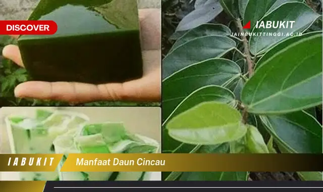 manfaat daun cincau