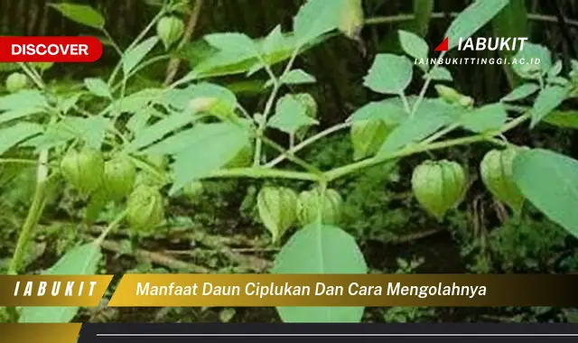 manfaat daun ciplukan dan cara mengolahnya