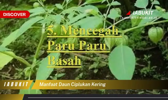 manfaat daun ciplukan kering