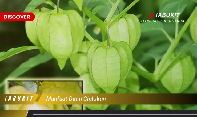 manfaat daun ciplukan