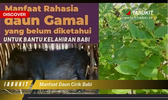 manfaat daun cirik babi