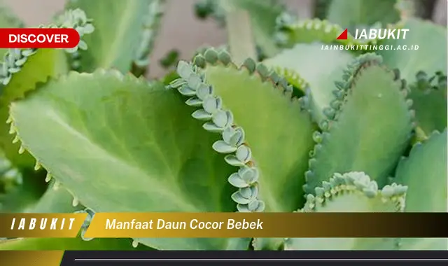 manfaat daun cocor bebek