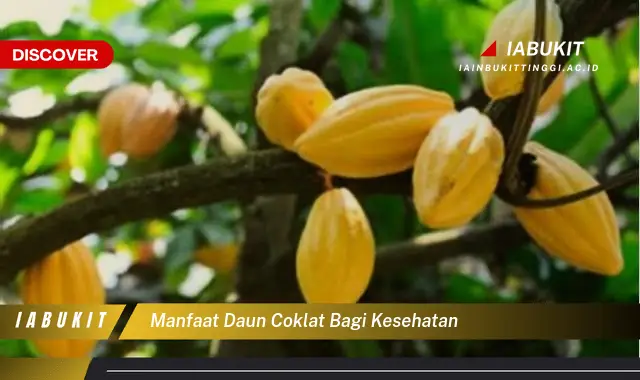 manfaat daun coklat bagi kesehatan