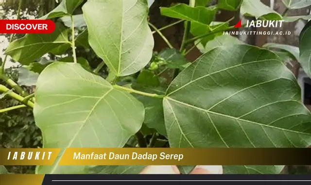 manfaat daun dadap serep