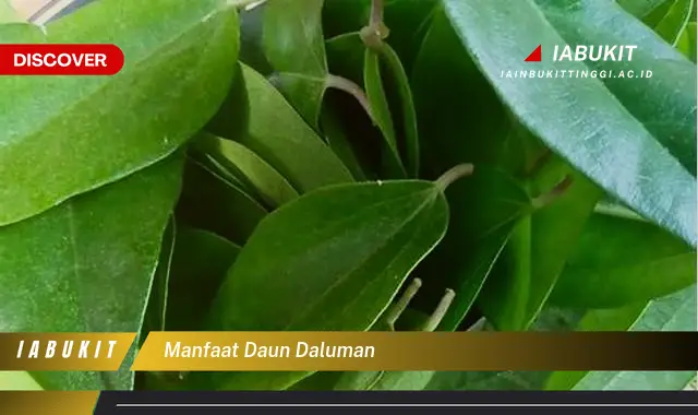 manfaat daun daluman