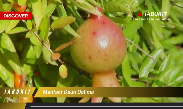 manfaat daun delima