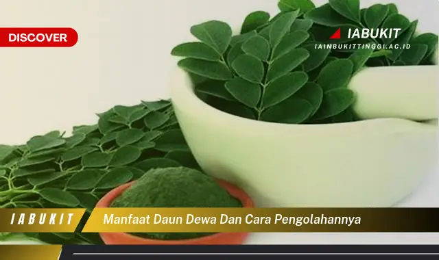 manfaat daun dewa dan cara pengolahannya