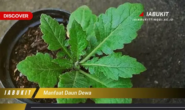 manfaat daun dewa