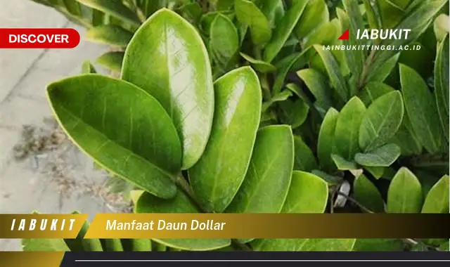 manfaat daun dollar