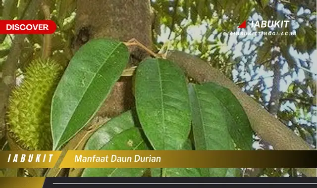 manfaat daun durian