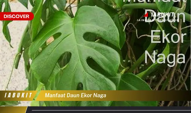 manfaat daun ekor naga