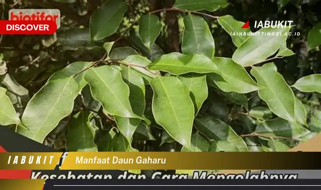 manfaat daun gaharu