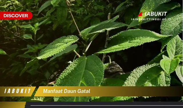 manfaat daun gatal