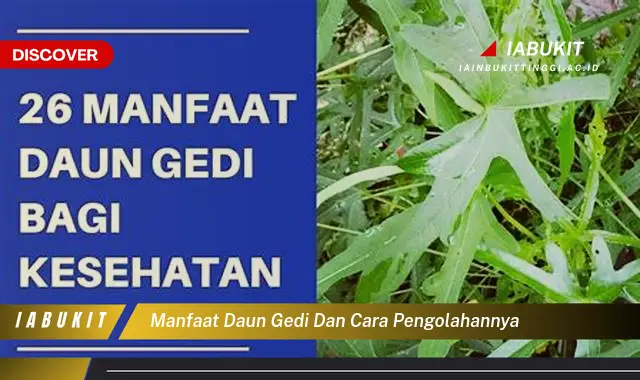 manfaat daun gedi dan cara pengolahannya