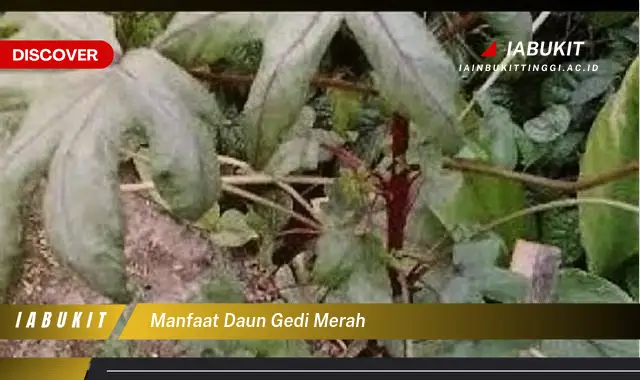 manfaat daun gedi merah