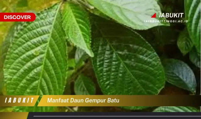 manfaat daun gempur batu