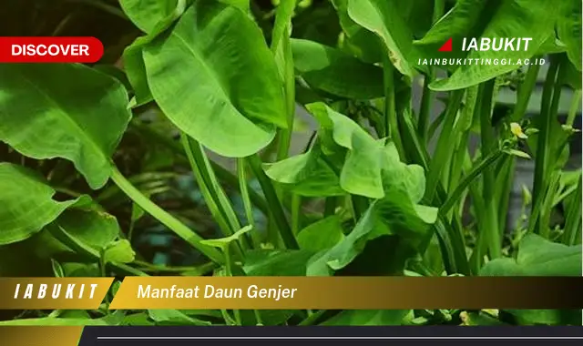 manfaat daun genjer