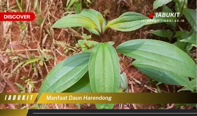 manfaat daun harendong