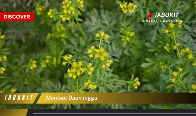 manfaat daun inggu