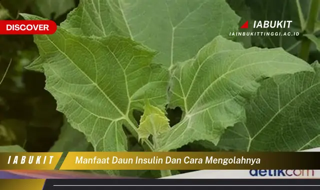 manfaat daun insulin dan cara mengolahnya