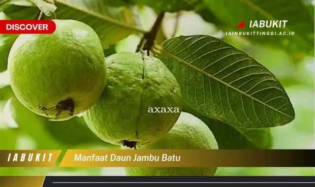 manfaat daun jambu batu