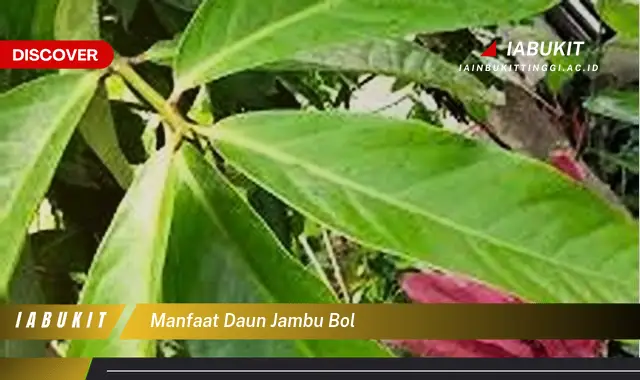 manfaat daun jambu bol