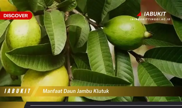 manfaat daun jambu klutuk