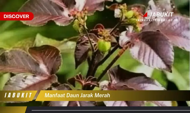 manfaat daun jarak merah