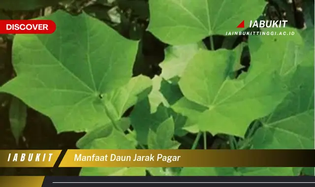 manfaat daun jarak pagar