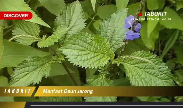 manfaat daun jarong